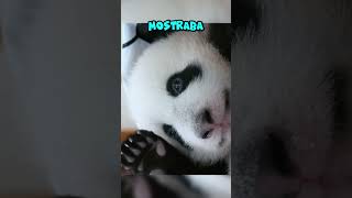 Este bebé panda fue abandonado por su madre [upl. by Airekal]