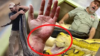 Moving Monster Snakes At The Reptile Zoo Gone Wrong 😱 [upl. by Adikram]