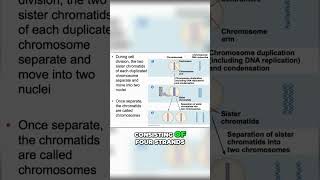 DNA 🧬 Replication of Chromosomes SIMPLE sister chromatids [upl. by Alesig792]