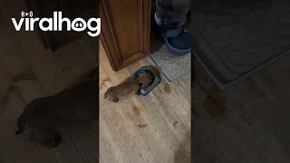 Puppy Steals Big Dogs Food  ViralHog [upl. by Devonna]