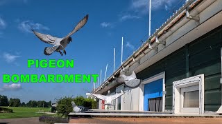 PIGEON BOMBARDMENT on first young pigeon race [upl. by Dittman973]