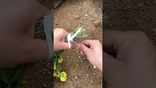 Rural rice seedling tying practical knots knots knots knotting skills [upl. by Drake]