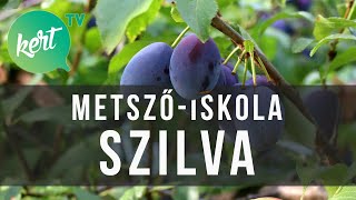 Szilvafa metszése  kert TV metszőiskola [upl. by Bevvy644]