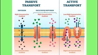 Transport across cell membrane passive transportDiffusion osmosisphysiology [upl. by Eilsil]