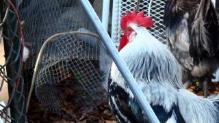 Quiet Silver Leghorn Rooster post crow reduction surgery [upl. by Stace]