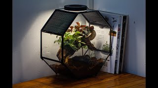 how to build a octagon spider  mantis terrarium Fittonia peperomia plants and moss terrarium [upl. by Alain761]