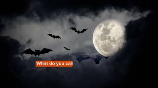 What Is A Group Of Bats Called Interesting Facts For Kids [upl. by Lidah]