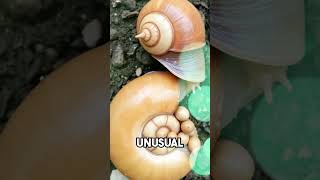 The Remarkable Patience of Powelliphanta Snails [upl. by Eisac]