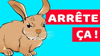 10 Choses Que Les Lapins Détestent Et Que Vous Voudriez Voir Cesser De Faire [upl. by Dronski]