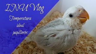 INU Vlog 11  Temperatura papilleros Agapornis roseicollis [upl. by Dagmar]