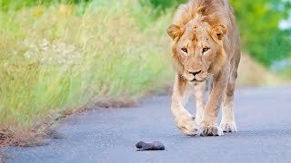 Mom Honey Badger Leaves her Baby to the Lions [upl. by Akihsar]