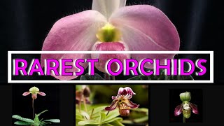 10 Rarest Orchids in the World [upl. by Glad]