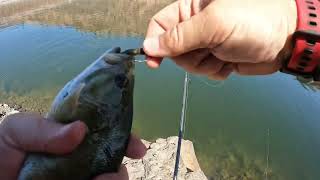 Smallmouth bass summer Ned rig Prineville Reservoir [upl. by Ennayhc973]