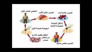احذر مخاطر التهاون في علاج الملاريا Le paludisme😲🖕🖕 [upl. by Llertnom]