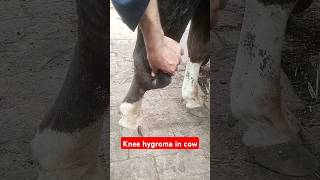 Carpal hygroma in cowknee hygroma cow hygroma veterinarystudy vet cow animals shorts viral [upl. by Aeli]