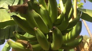 Bananenplantage im Cool Camp Manantali Mali [upl. by Nairde]