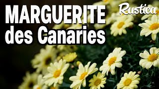 Planter la marguerite des Canaries dans un pot [upl. by Watanabe]