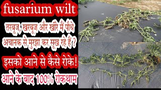 watermelon fusarium wilt। fusarium wilt treatment watermelon। drpunitshishodia fusariumwilt [upl. by Cohl497]