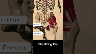 quot🔑 Unlock the Power of Your Stabilizer Muscles in the SingleLeg Deadlift [upl. by Hiro]