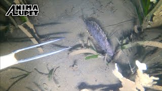 Panghuhuli ng quotDanggitquot sa Gabi gamit ang quotSaranggatquoto Barb Spearfishing [upl. by Ativad]