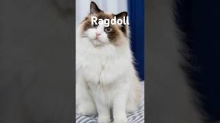 Scopri il Fascino dei Gatti Ragdoll [upl. by Ahiel]