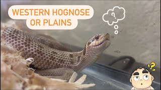 Live feeding western hognose snakes [upl. by Bohlin]