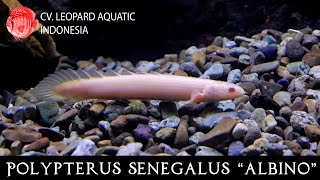 Polypterus senegalus albino The cute DINOSAUR fish for your tank Leopard Aquatic D003A [upl. by Lilithe]