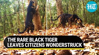 Rare Black Tiger seen marking its territory in Odisha National Park  Video breaks the internet [upl. by Abramson321]