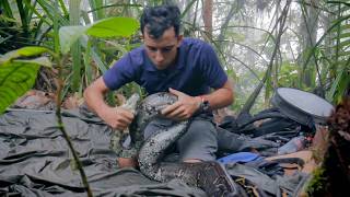 Colombie  grenouilles toxiques et serpents rares [upl. by Scheck634]