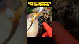 The BIGGEST dermatitis problem we’ve seen tiktok fyp viral cow hoof hoofcare hoofpicking [upl. by Eelta]