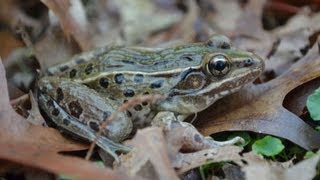 Science Bulletins New Frog on the Block [upl. by Suhploda]