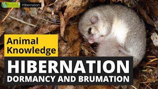 All About Hibernation  Animals for Kids  Educational Video [upl. by Reace]