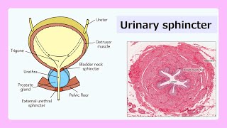 urinary sphincter [upl. by Nire]