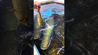 arapaima food hunting style  fresh water monster fish arapima rivermonster hobbyspot [upl. by Misti]