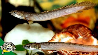 Senegal Bichir Care Guide  polypterus senegalus  Aquarium CoOp [upl. by Roslyn]