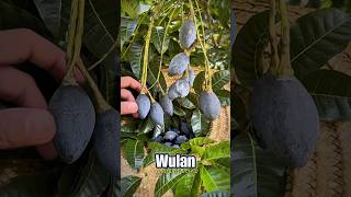 Zaitun Hitam China Mirip Kemayau Kalimantan buah kemayau shorts [upl. by Azmuh]