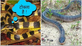 venomous snake in nepal banded krait and walls kraitMore to learn [upl. by Fae]