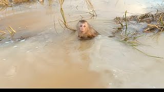 the sister monkey Jalie swimming pool In Fields [upl. by Jewett]