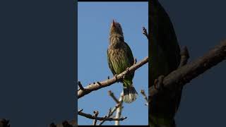 He Sings With Closed Bill  Brown headed Barbet [upl. by Nikolaus]