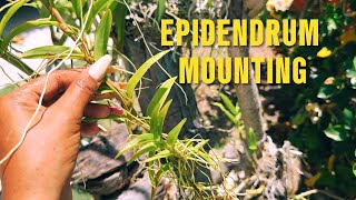 EPIDENDRUM MOUNITING propagation orchid orchidgardeningdays [upl. by Fina442]