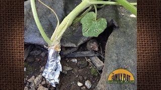 QampA – Why is the stem on my squash splitting [upl. by Foley647]