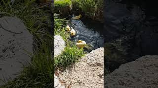 Beautifl baby docks 🦆viralvideo baby animals [upl. by Muirhead]