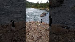 CANADA GEESE  The Spokane River [upl. by Ajax]