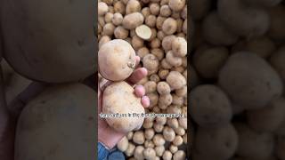 Indore mandi aloo ka bhav 17092024 aloo indoremandi mandibhavtoday viralvideo viralshorts [upl. by Arag]