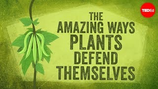 The amazing ways plants defend themselves  Valentin Hammoudi [upl. by Aihsenod]