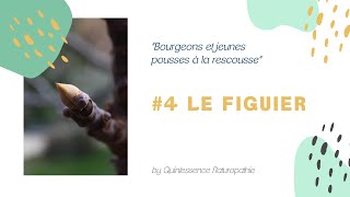 4 Le macérât de bourgeons de figuier  troubles digestifs stress nervosité somatisation etc [upl. by Fotina933]