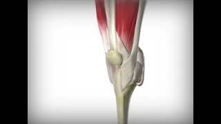 Knee Joint Animation [upl. by Katha]