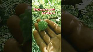 Patole ki sabji banae  jungle mera dost he shorts [upl. by Padriac]