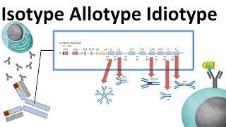 isotype allotype idiotype [upl. by Asnerek189]