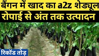 Brinjal fertigation schedule  baigan me kaunsa khad kab dale  Brinjal Farming [upl. by Notsnhoj817]